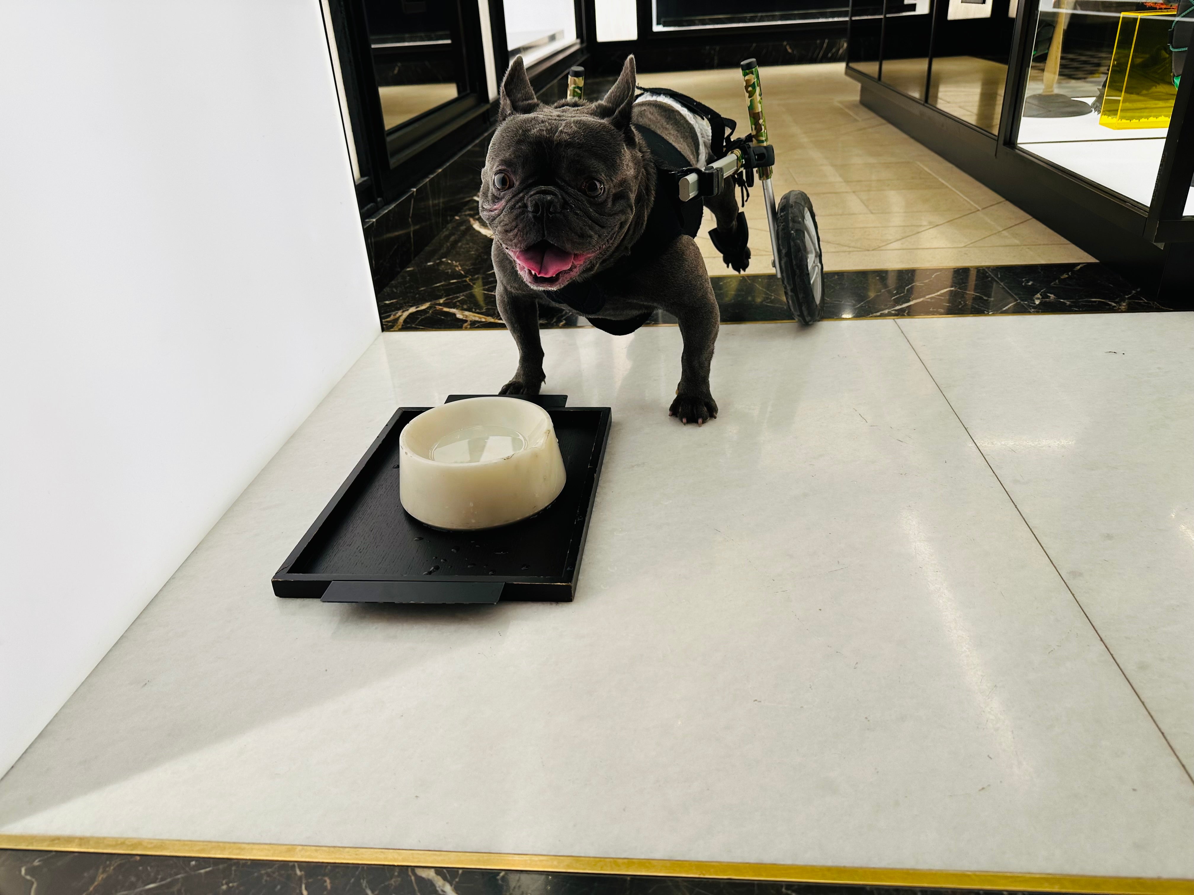 Loui the French Bulldog moving with support from his Walkin’ Wheels wheelchair