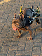 Close-up of the Walkin’ Wheels Small Front Vest fitted across Loui’s broad chest