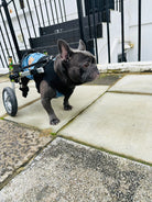 Loui using his Walkin’ Wheels rear wheelchair with the Small Front Vest attached