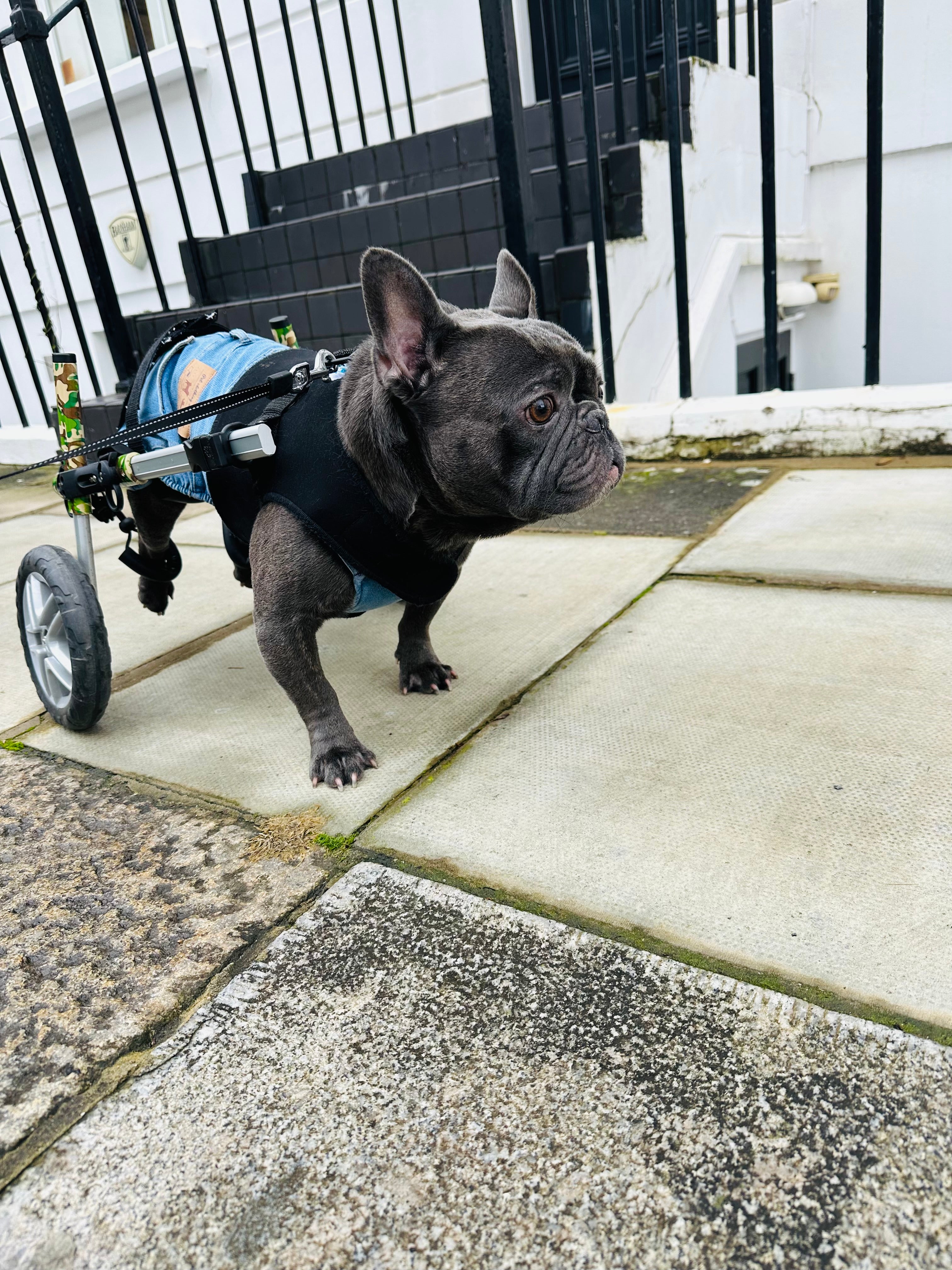 Loui using his Walkin’ Wheels rear wheelchair with the Small Front Vest attached
