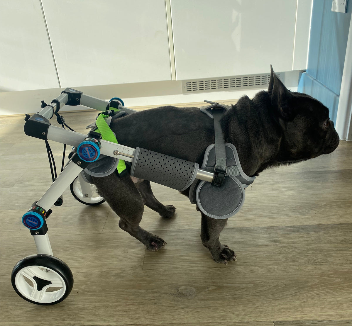 A black French Bulldog using a custom-built wheelchair with a grey harness, standing on a light wood floor in an indoor room.