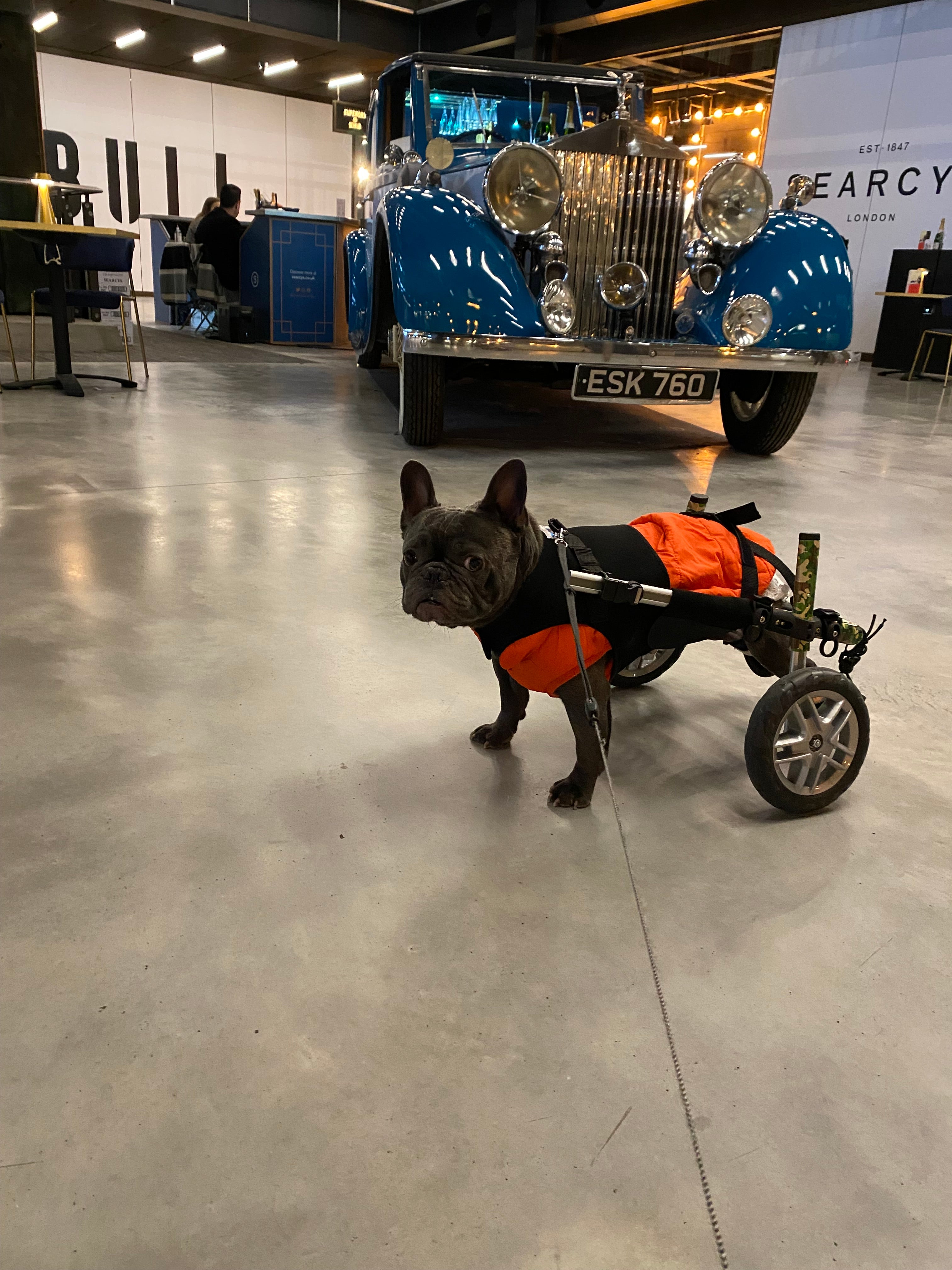 Loui the French Bulldog using his fitted Walkin’ Wheels wheelchair outdoors