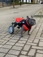 Loui wearing his Walkin’ Wheels wheelchair fitted for rear-leg mobility
