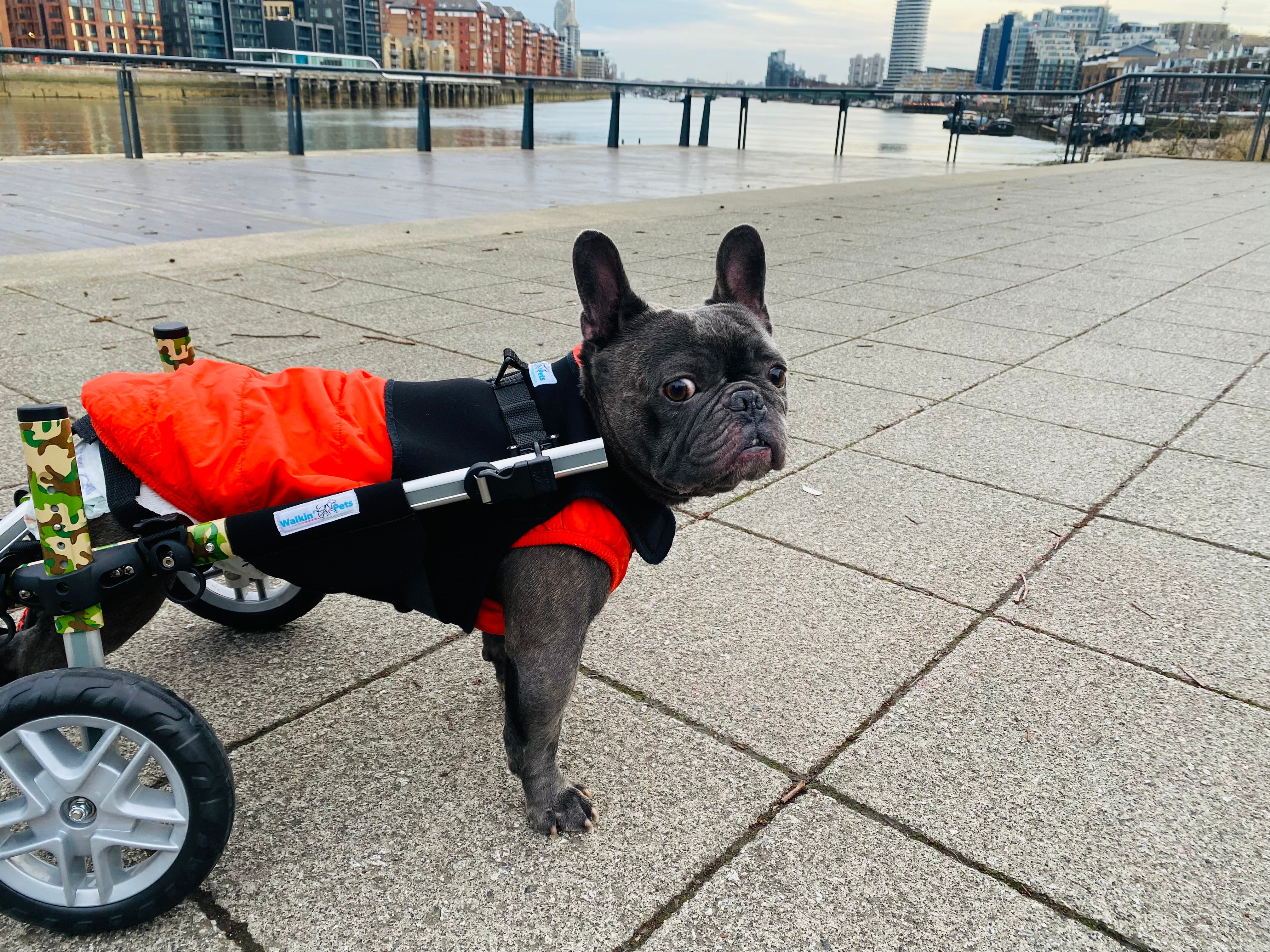 Loui the French Bulldog using his Walkin’ Wheels wheelchair after IVDD