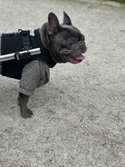 Loui using a Walkin’ Wheels wheelchair for hind-leg mobility support