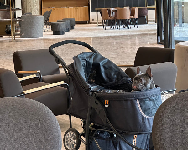 Loui the French Bulldog travelling in the My Duque COOPER dog stroller