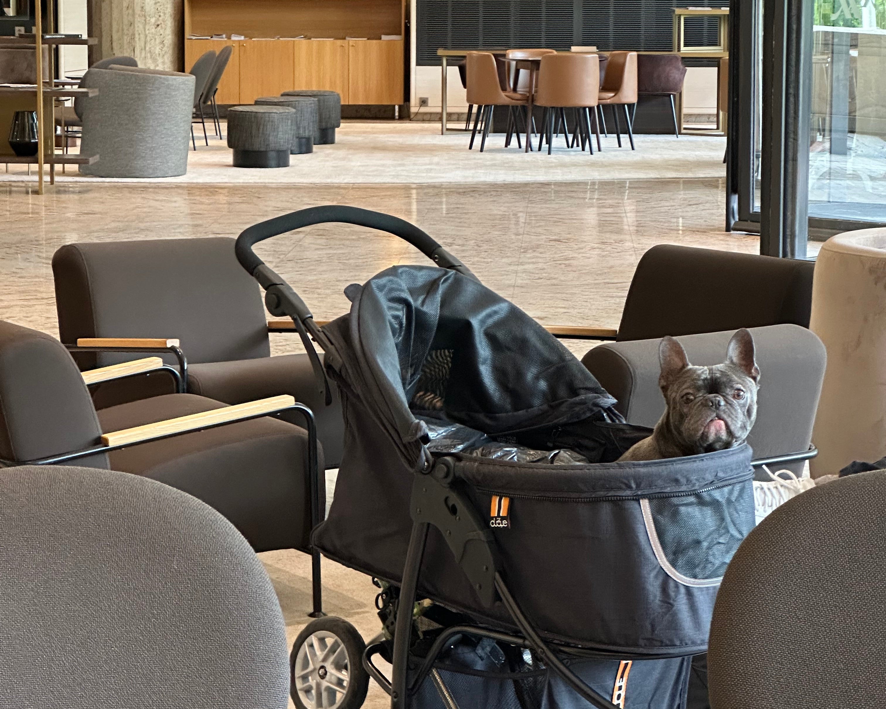 My Duque COOPER dog stroller used by Loui for longer outings and travel