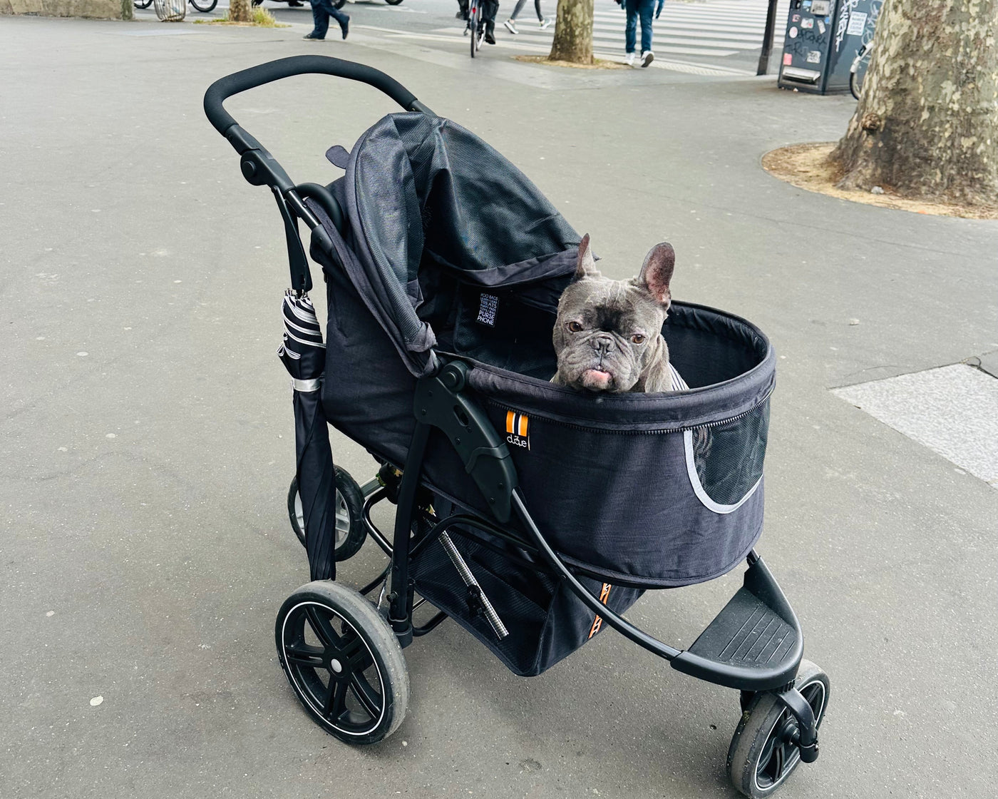Dog resting comfortably during IVDD recovery