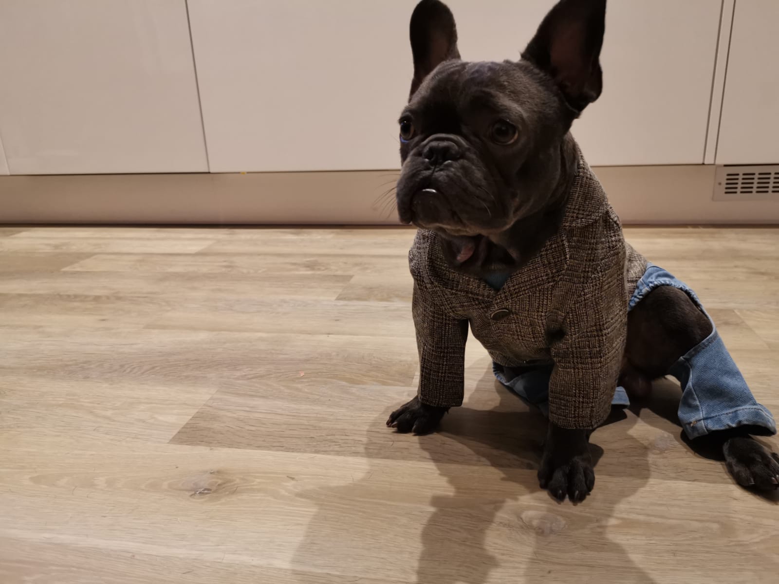 A black French Bulldog wearing a brown and gray checkered tweed jacket and blue denim pants, sitting on a light wood floor in front of white kitchen cabinets.