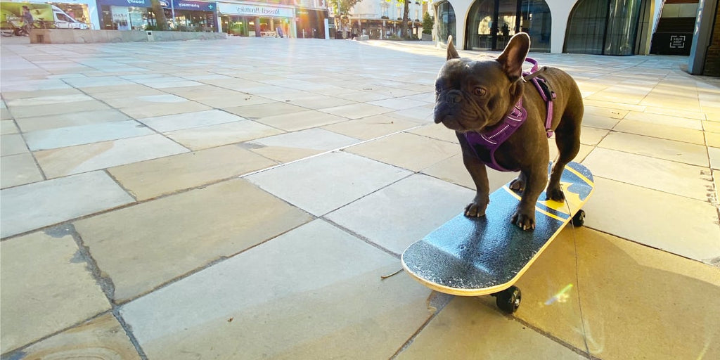 French Bulldog on a Skate-board