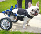Walkin’ Wheels French Bulldog wheelchair product view