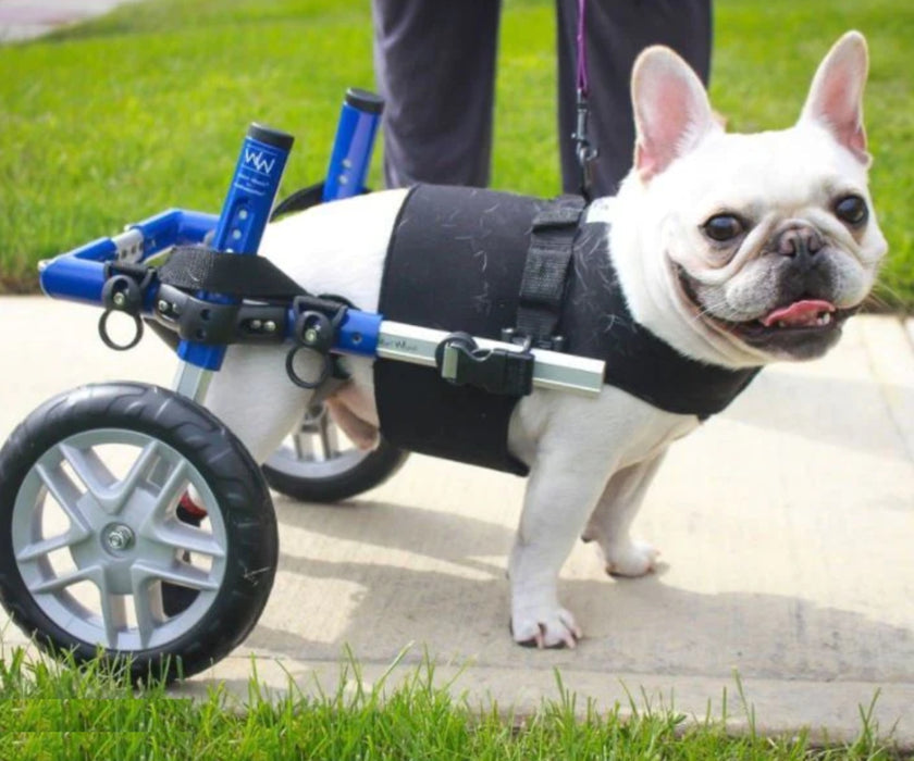 Walkin’ Wheels French Bulldog wheelchair product view