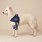 White dog wearing the Balto Lux shoulder brace on a beige studio background