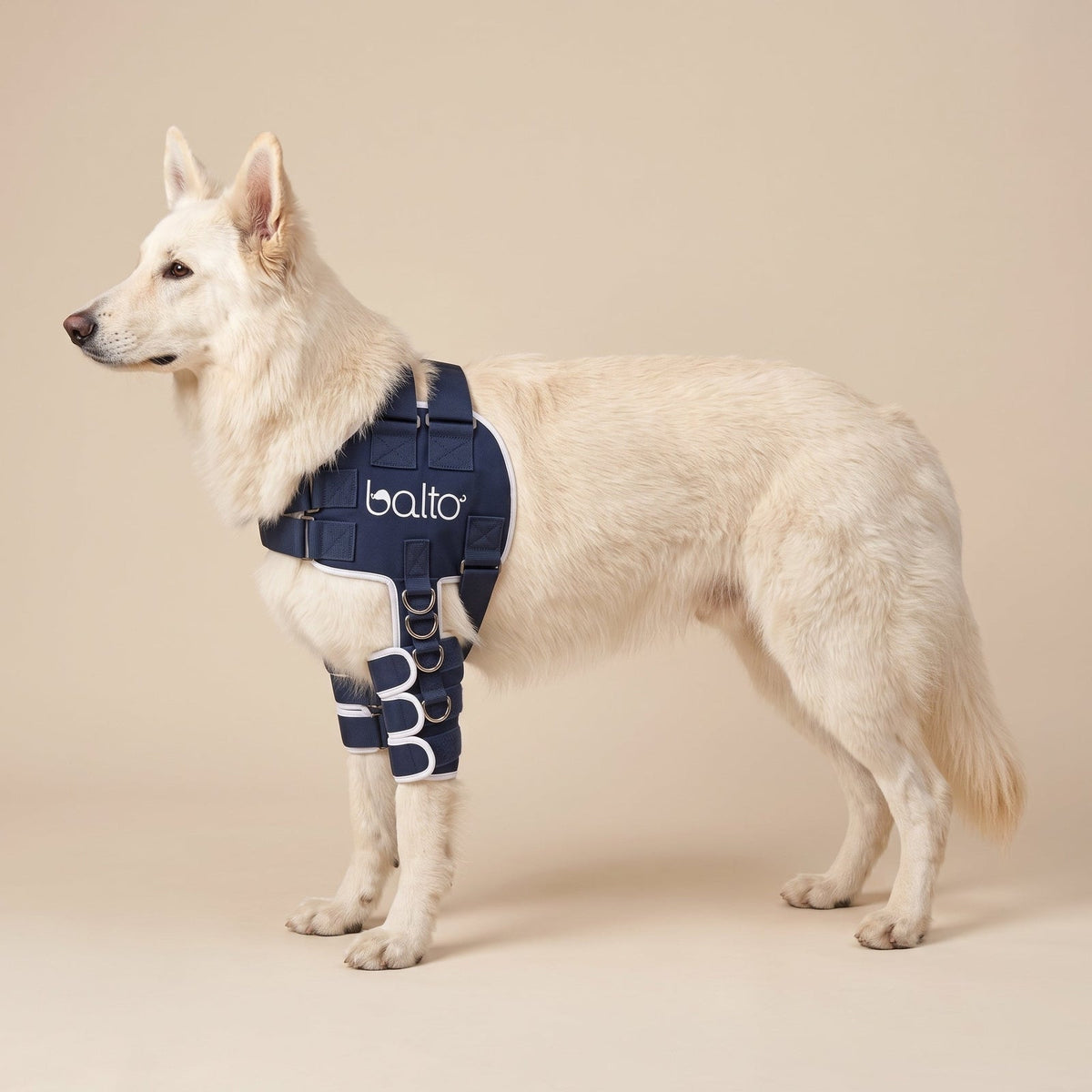 White dog wearing the Balto Lux shoulder brace on a beige studio background