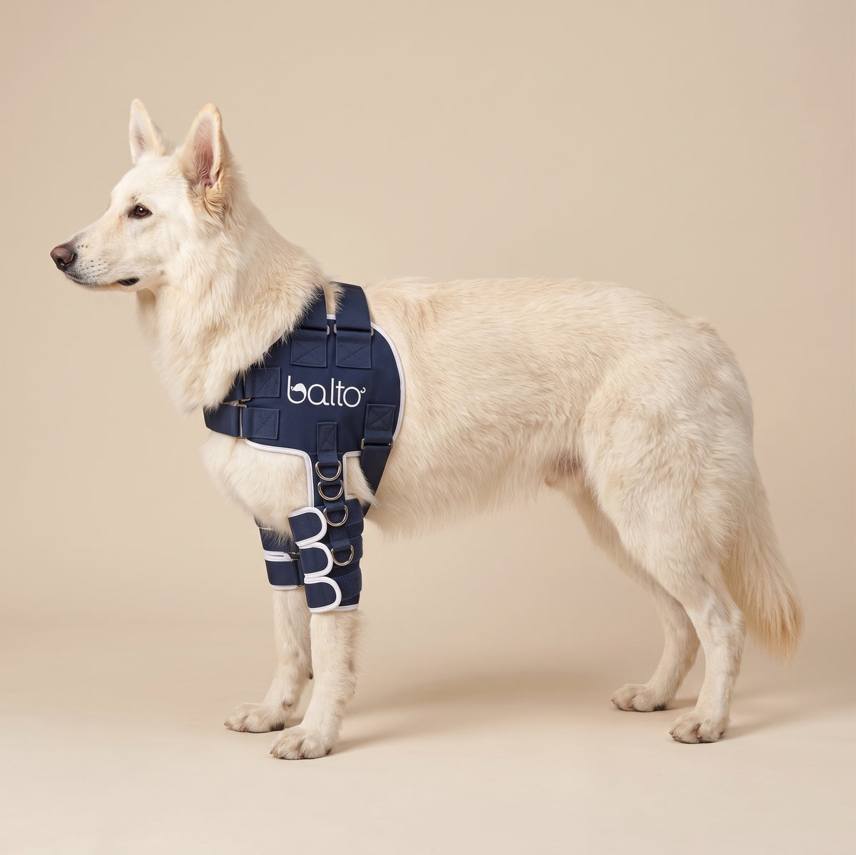 White dog wearing the Balto Lux shoulder brace on a beige studio background