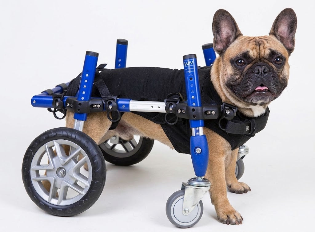 Dog using a Walkin’ Wheels quad wheelchair with front and rear wheel support
