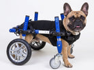 Dog using a Walkin’ Wheels quad wheelchair with front and rear wheel support