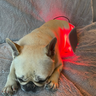 Dog resting with the ChillyPup targeted red-light therapy pad positioned over the upper back and shoulder area