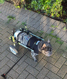 French Bulldog wearing a striped shirt while using a mobility wheelchair outdoors