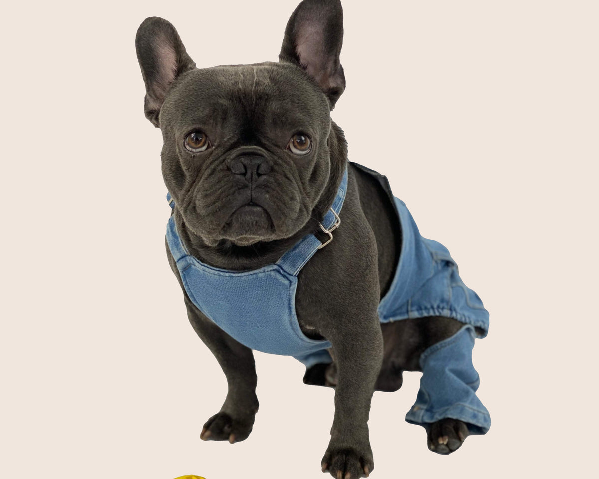 French Bulldog wearing blue denim dungarees against a plain cream background