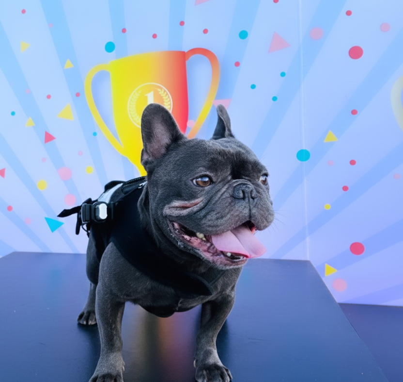 French Bulldog resting for the Aubenord IVDD overview guide