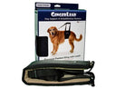GingerLead support sling fitted around a dog’s abdomen for assisted movement