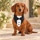 Red Dachshund wearing a GOYOSWA tuxedo bandana collar on a stone terrace
