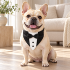 Cream French Bulldog wearing a GOYOSWA tuxedo bandana collar in a living room