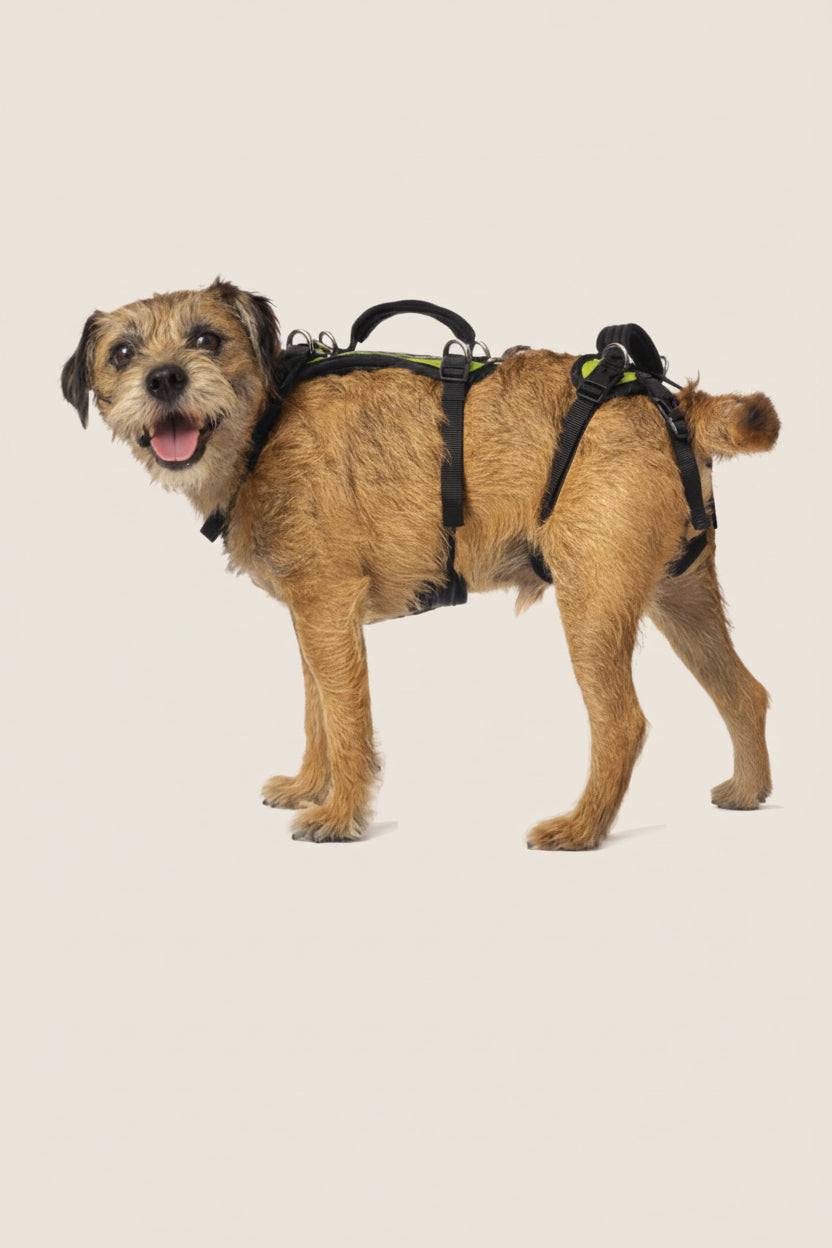 Dog standing in a Help ’Em Up full-body lifting harness with front and rear support sections