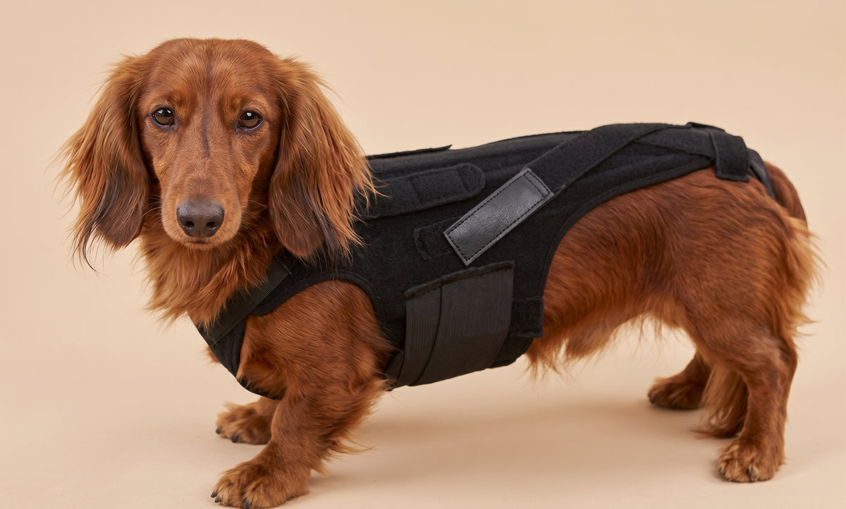 L’il Back Bracer fitted around a small dog’s back and abdomen