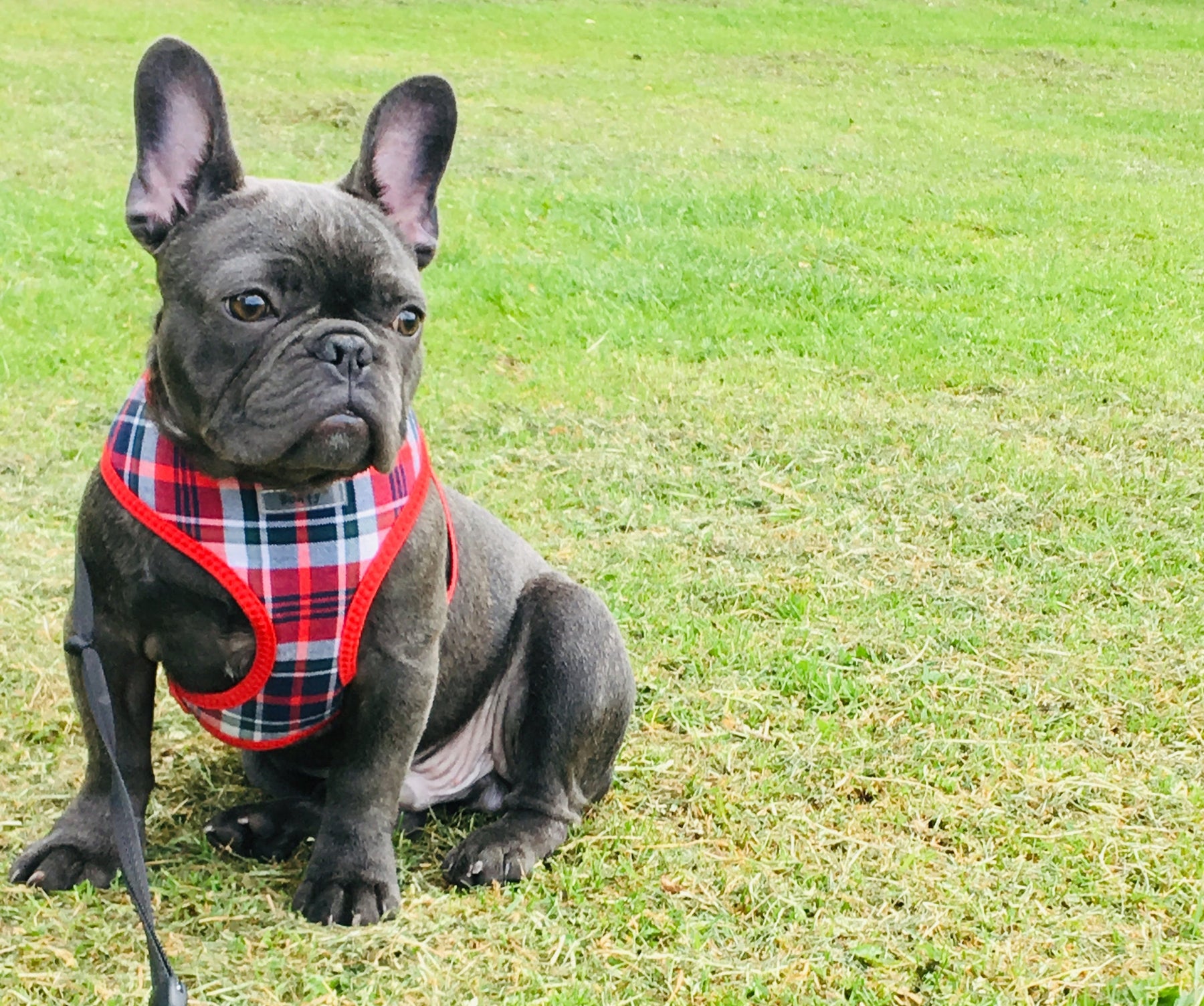 Loui, a French Bulldog, outdoors for the Aubenord French Bulldog IVDD guide