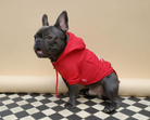 Loui the French Bulldog wearing his red waterproof raincoat outside the house