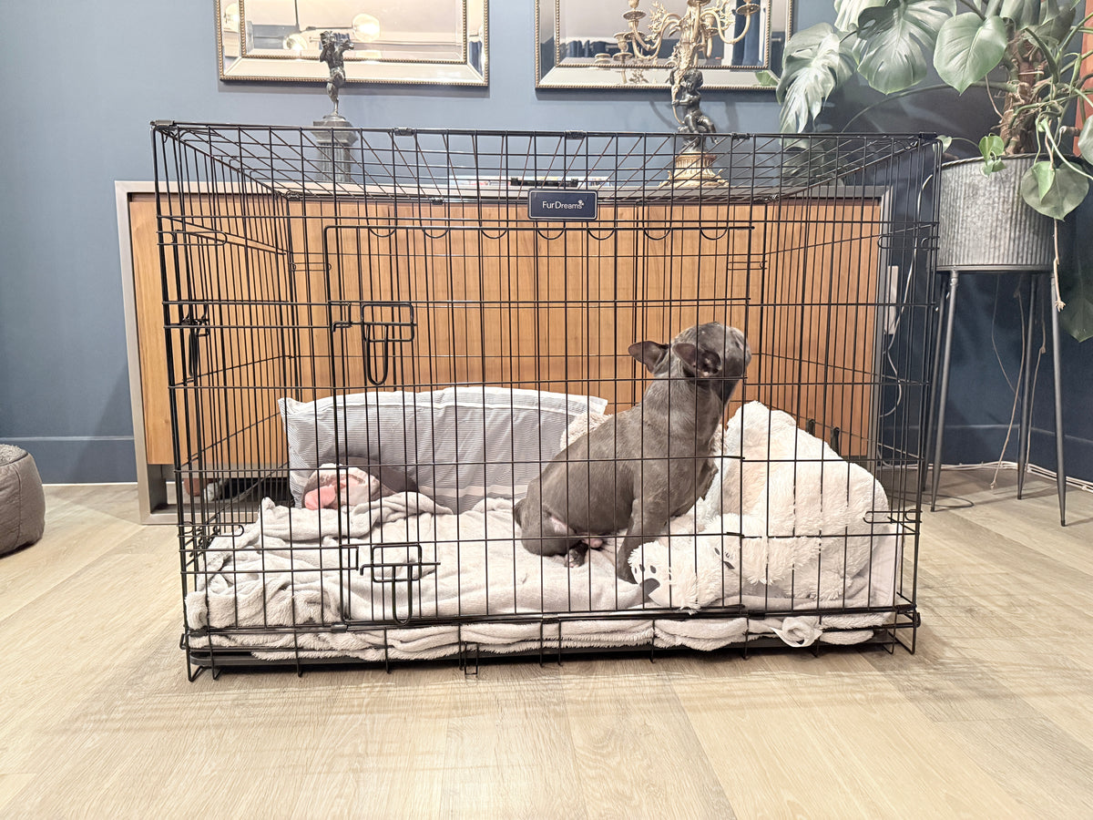 Loui the French Bulldog inside the FurDreams folding dog crate in a home setting
