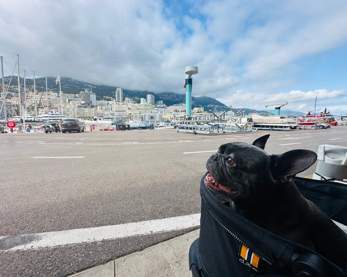 Loui resting inside the spacious My Duque COOPER dog stroller