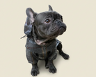 Loui the French Bulldog wearing his tartan raincoat on a real walk