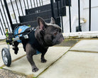 Loui using his Walkin’ Wheels rear wheelchair with the Small Front Vest attached