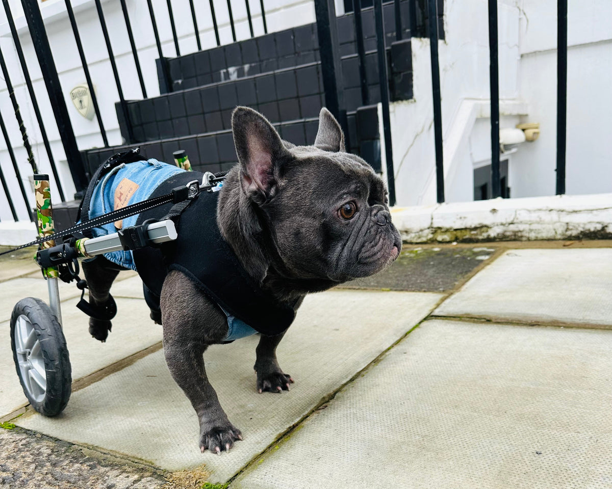 Loui using his Walkin’ Wheels rear wheelchair with the Small Front Vest attached