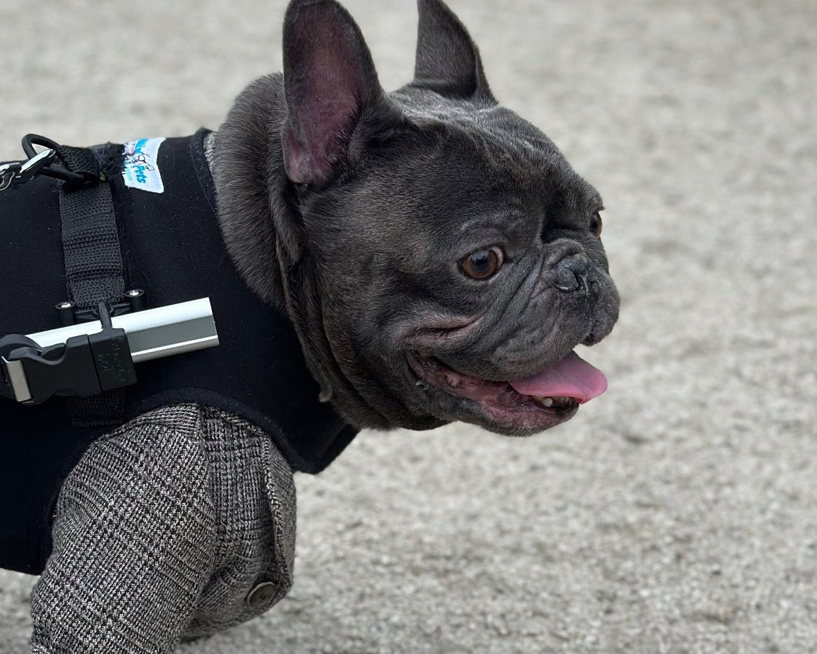 Loui the French Bulldog wearing the Walkin’ Wheels Small Front Vest with his rear wheelchair