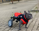 Loui wearing his Walkin’ Wheels wheelchair fitted for rear-leg mobility