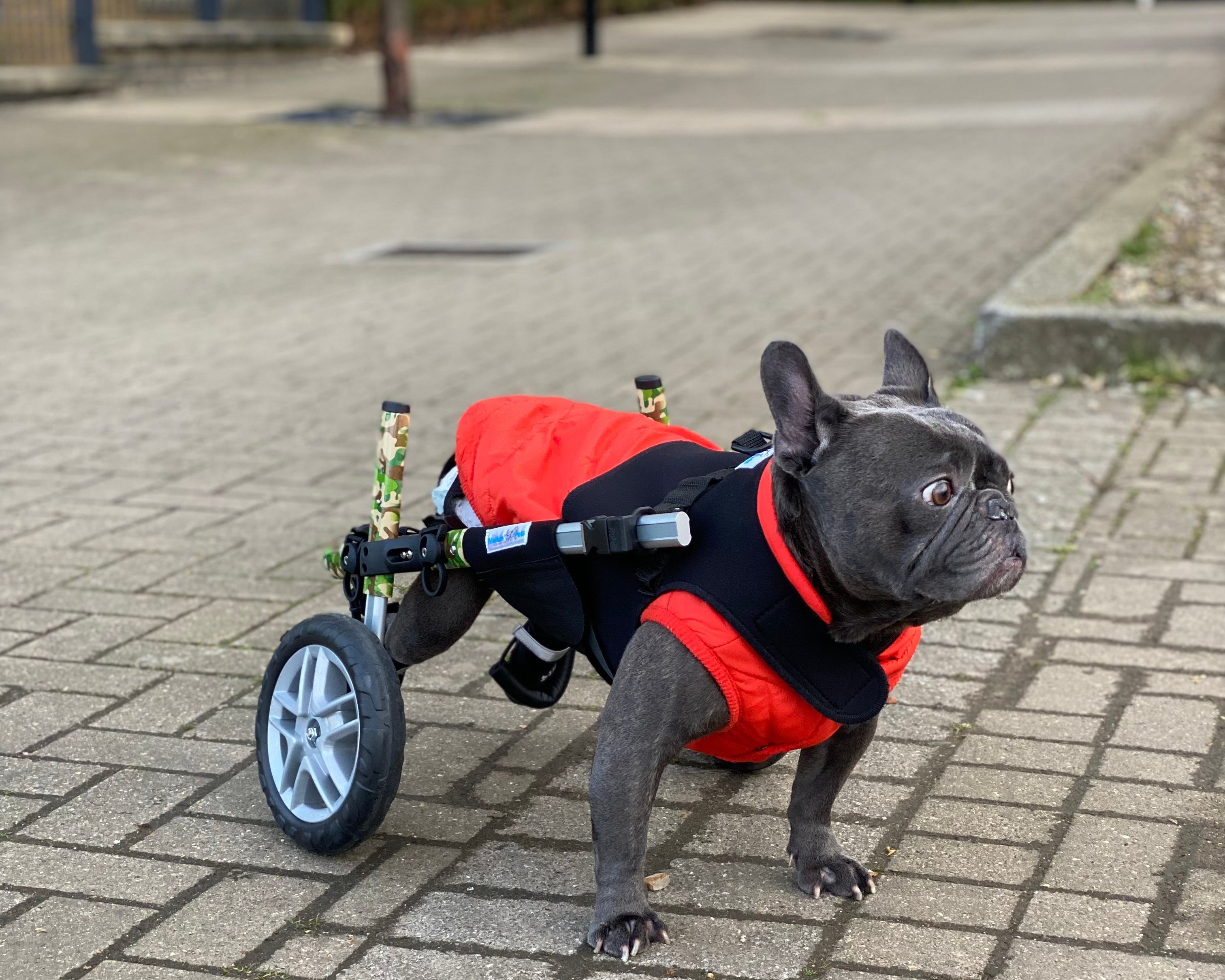 Loui wearing his Walkin’ Wheels wheelchair fitted for rear-leg mobility