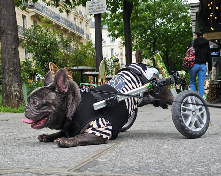 Loui the French Bulldog in his Walkin’ Wheels mobility wheelchair