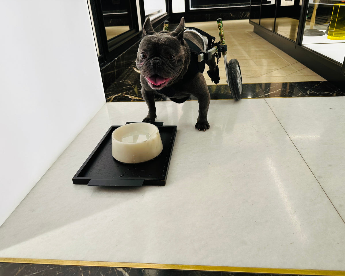 Loui the French Bulldog moving with support from his Walkin’ Wheels wheelchair