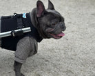 Loui using a Walkin’ Wheels wheelchair for hind-leg mobility support