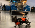 Loui the French Bulldog using his fitted Walkin’ Wheels wheelchair outdoors