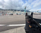 My Duque COOPER dog stroller set up for Loui during an outing