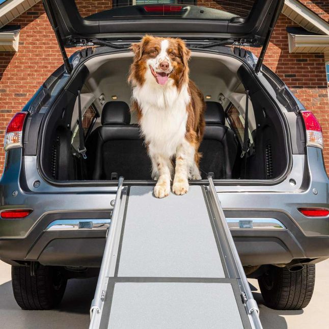 Dog using a PetSafe Happy Ride telescoping ramp to access an SUV