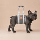 French Bulldog using the PICK FOR LIFE adjustable padded dog lifting harness for assisted mobility support