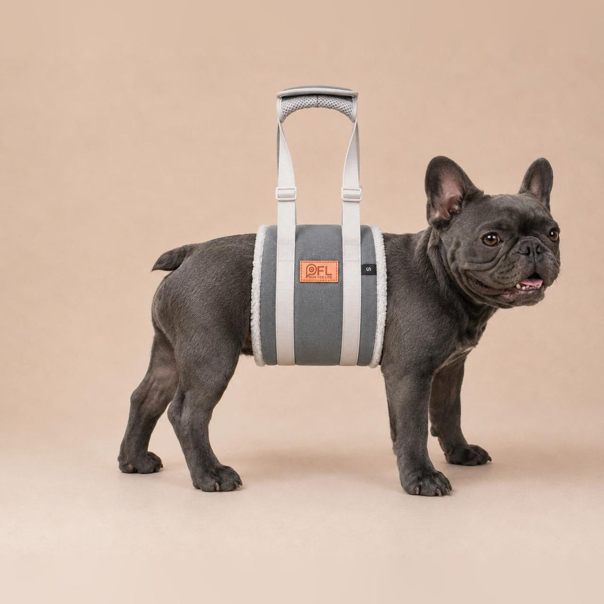 French Bulldog using the PICK FOR LIFE adjustable padded dog lifting harness for assisted mobility support