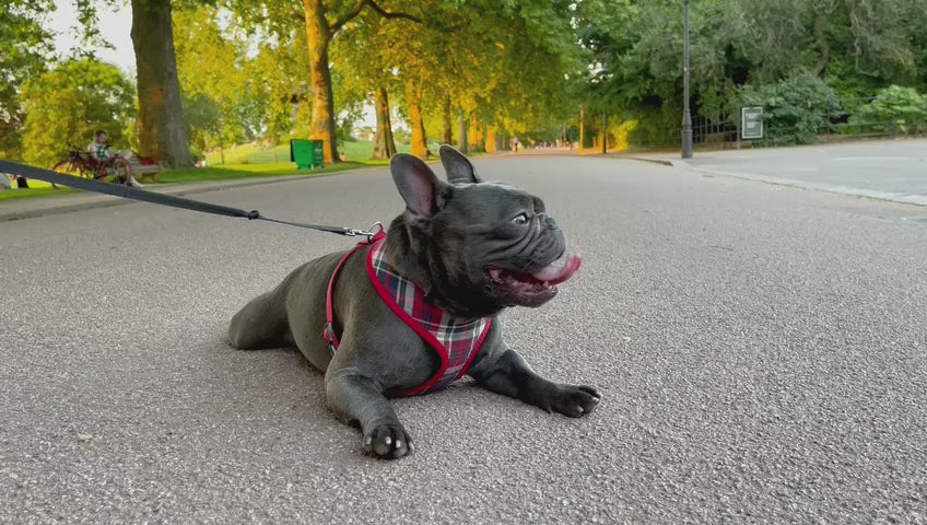 Video of a French Bulldog wearing his red harness in the park
