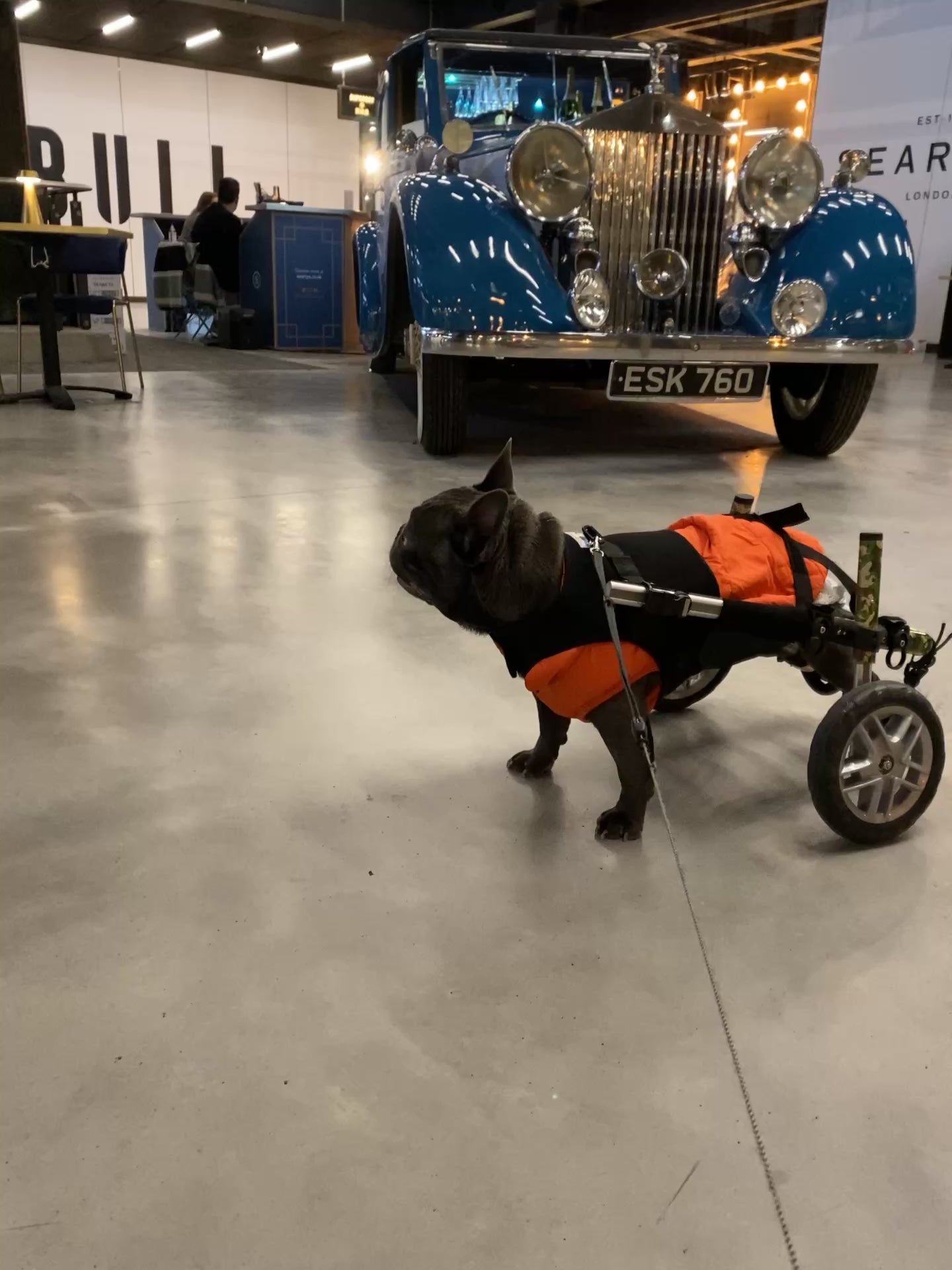Video of Loui the French Bulldog moving in his Walkin’ Wheels wheelchair
